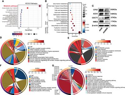 Insight of a Metabolic Prognostic Model to Identify Tumor Environment and Drug Vulnerability for Lung Adenocarcinoma